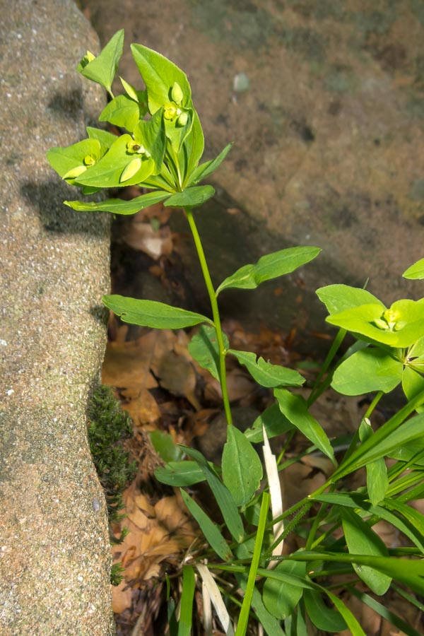 Euphorbia in faggeta - Euphorbia dulcis